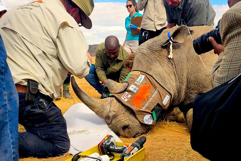 Tork Craft Tools, rhino horn. Poaching